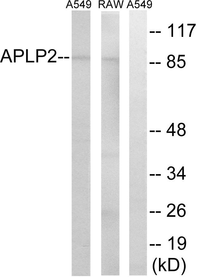 APLP2 Antibody - Western blot analysis of extracts from A549 cells and RAW264.7 cells, using APLP2 antibody.