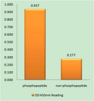 APLP2 Antibody - The absorbance readings at 450 nM are shown in the ELISA figure.