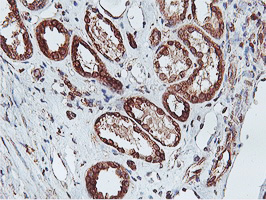 APMAP / C20orf3 Antibody - IHC of paraffin-embedded Human Kidney tissue using anti-C20orf3 mouse monoclonal antibody.