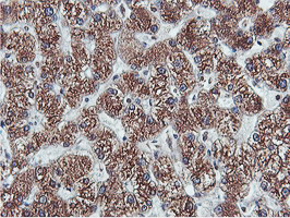 APMAP / C20orf3 Antibody - IHC of paraffin-embedded Human liver tissue using anti-C20orf3 mouse monoclonal antibody.