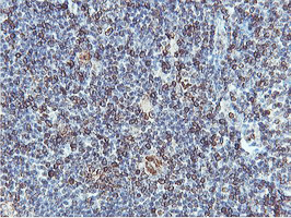 APMAP / C20orf3 Antibody - IHC of paraffin-embedded Human tonsil using anti-C20orf3 mouse monoclonal antibody.