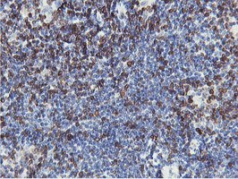 APMAP / C20orf3 Antibody - IHC of paraffin-embedded Human tonsil using anti-C20orf3 mouse monoclonal antibody.