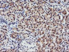 APMAP / C20orf3 Antibody - IHC of paraffin-embedded Human pancreas tissue using anti-C20orf3 mouse monoclonal antibody.