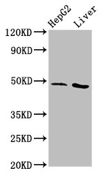 APMAP / C20orf3 Antibody - Western Blot Positive WB detected in: HepG2 whole cell lysate, Rat liver tissue All Lanes: APMAP antibody at 3.1µg/ml Secondary Goat polyclonal to rabbit IgG at 1/50000 dilution Predicted band size: 47, 33 KDa Observed band size: 47 KDa