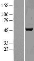 APMAP / C20orf3 Protein - Western validation with an anti-DDK antibody * L: Control HEK293 lysate R: Over-expression lysate
