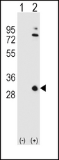 APOA1 / Apolipoprotein A 1 Antibody - Western blot of APOA1 (arrow) using rabbit polyclonal APOA1 Antibody. 293 cell lysates (2 ug/lane) either nontransfected (Lane 1) or transiently transfected (Lane 2) with the APOA1 gene.