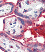 APOA1 / Apolipoprotein A 1 Antibody - Formalin-fixed and paraffin-embedded human Placenta tissue reacted with APOA1 antibody , which was peroxidase-conjugated to the secondary antibody, followed by AEC staining. This data demonstrates the use of this antibody for immunohistochemistry; clinical relevance has not been evaluated.