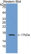 APOA1 / Apolipoprotein A 1 Antibody - WesternBlot;Sample:RecombinantAPOA1,Human.