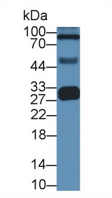 APOA1 / Apolipoprotein A 1 Antibody - Western Blot; Sample: Human Serum; Primary Ab: 2µg/ml Mouse Anti-Human APOA1 Antibody Second Ab: 0.2µg/mL HRP-Linked Caprine Anti-Mouse IgG Polyclonal Antibody