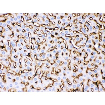 APOA1 / Apolipoprotein A 1 Antibody - Apolipoprotein A I was detected in paraffin-embedded sections of rat liver tissues using rabbit anti- Apolipoprotein A I Antigen Affinity purified polyclonal antibody at 1 ug/mL. The immunohistochemical section was developed using SABC method.