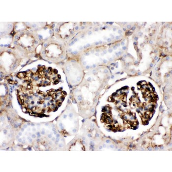 APOA1 / Apolipoprotein A 1 Antibody - Apolipoprotein A I was detected in paraffin-embedded sections of rat kidney tissues using rabbit anti- Apolipoprotein A I Antigen Affinity purified polyclonal antibody at 1 ug/mL. The immunohistochemical section was developed using SABC method.