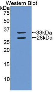 APOA1 / Apolipoprotein A 1 Antibody - Western blot of recombinant APOA1 / Apolipoprotein A 1.  This image was taken for the unconjugated form of this product. Other forms have not been tested.