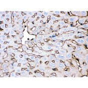 APOA1 / Apolipoprotein A 1 Antibody - Apolipoprotein A I was detected in paraffin-embedded sections of mouse liver tissues using rabbit anti- Apolipoprotein A I Antigen Affinity purified polyclonal antibody at 1 ug/mL. The immunohistochemical section was developed using SABC method.