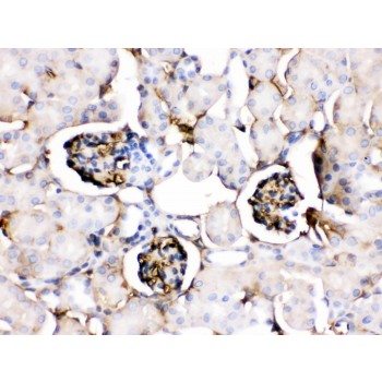 APOA1 / Apolipoprotein A 1 Antibody - Apolipoprotein A I was detected in paraffin-embedded sections of mouse kidney tissues using rabbit anti- Apolipoprotein A I Antigen Affinity purified polyclonal antibody at 1 ug/mL. The immunohistochemical section was developed using SABC method.