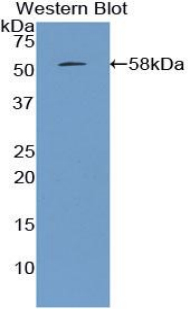 APOA1 / Apolipoprotein A 1 Antibody - Western blot of recombinant APOA1 / Apolipoprotein A 1 aa 25-265 with GST and HIS tags.  This image was taken for the unconjugated form of this product. Other forms have not been tested.