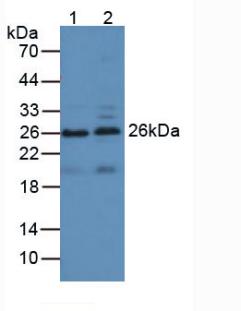 APOA1 / Apolipoprotein A 1 Antibody - Western Blot; Sample: Lane1: Porcine Liver Tissue; Lane2: Porcine Small Intestine Tissue.
