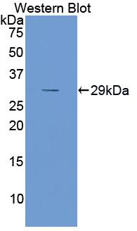 APOA1 / Apolipoprotein A 1 Antibody - Western Blot; Sample: Recombinant protein.