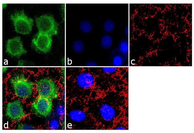 APOA1 / Apolipoprotein A 1 Antibody - Immunofluorescence analysis of Apolipoprotein A1 was performed 70% confluent log phase Hep G2 cells. The cells were fixed with 4% paraformaldehyde for 10 minutes, permeabilized with 0.1% Triton X-100 for 10 minutes, and blocked with 2% BSA for 1 hour at room temperature. The cells were labeled with Apolipoprotein A1 (311) Mouse Monoclonal Antibody. Proteins were transferred to a Nitrocellulose Membrane using the G2 Fast Blotter, and blocked with 5% milk in TBST for at least 1 hour at room temperature. Apo A-1 was detected at ~50kD using an Apolipoprotein A-1 monoclonal antibody at a dilution of 1:1000 in blocking buffer overnight at 4C on a rocking platform, followed by an HRP-conjugated goat anti-mouse IgG Fc-specific secondary antibody at a dilution of 1:40,000 for at least 30 minutes at room temperature. Chemiluminescent detection was performed using SuperSignal West Dura.