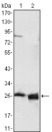APOA1 / Apolipoprotein A 1 Antibody - Western blot using APOA1 mouse monoclonal antibody against HepG2 cell lysate (1) and human serum (2).