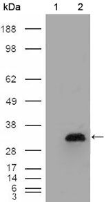 APOA1 / Apolipoprotein A 1 Antibody - ApoA1 Antibody in Western Blot (WB)