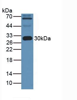 APOA1 / Apolipoprotein A 1 Antibody - Western Blot; Sample: Human Serum.