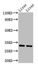 APOA1 / Apolipoprotein A 1 Antibody - Western blot All lanes: APOA1 antibody at 2µg/ml Lane 1: Mouse liver tissue Lane 2: Mouse lung tissue Secondary Goat polyclonal to rabbit IgG at 1/10000 dilution Predicted band size: 30 kDa Observed band size: 30 kDa