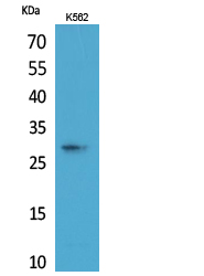 APOA1 / Apolipoprotein A 1 Antibody - Western Blot analysis of extracts from K562 cells using APOA1 Antibody.
