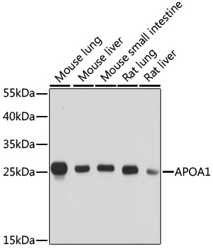 APOA1 / Apolipoprotein A 1 Antibody - Western blot analysis of extracts of various cell lines, using APOA1 antibody at 1:1000 dilution. The secondary antibody used was an HRP Goat Anti-Rabbit IgG (H+L) at 1:10000 dilution. Lysates were loaded 25ug per lane and 3% nonfat dry milk in TBST was used for blocking. An ECL Kit was used for detection and the exposure time was 10s.