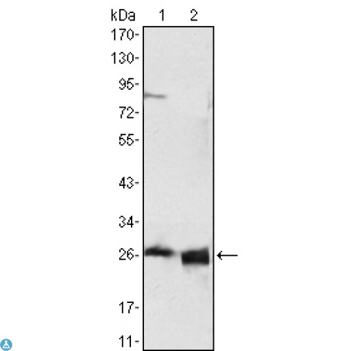 APOA1 / Apolipoprotein A 1 Antibody - Western Blot (WB) analysis using ApoA-I Monoclonal Antibody against HepG2 cell lysate (1) and Human Serum (2).