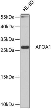 APOA1 / Apolipoprotein A 1 Antibody - Western blot analysis of extracts of HL-60 cells using APOA1 Polyclonal Antibody at dilution of 1:1000.