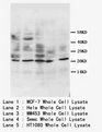 APOA1 / Apolipoprotein A 1 Antibody -  This image was taken for the unconjugated form of this product. Other forms have not been tested.