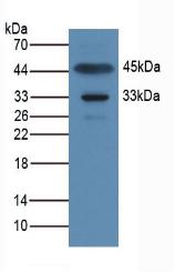 APOA1BP Antibody - Western Blot; Sample: Rat Muscle Tissue.