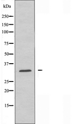 APOA1BP Antibody - Western blot analysis of extracts of HeLa cells using AIBP antibody.