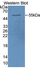 APOA4 Antibody - Western blot of APOA4 antibody.