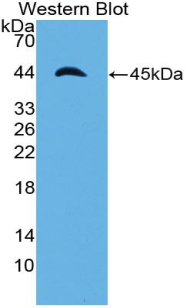 APOA4 Antibody - Western blot of recombinant Apolipoprotein A4 / APOA4.
