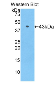 APOA4 Antibody - Western blot of recombinant Apolipoprotein A4 / APOA4.  This image was taken for the unconjugated form of this product. Other forms have not been tested.