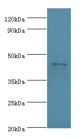 APOA4 Antibody - Western blot. All lanes: APOA4 antibody at 2 ug/ml+human serum. Secondary antibody: goat polyclonal to rabbit at 1:10000 dilution. Predicted band size: 45 kDa. Observed band size: 45 kDa.  This image was taken for the unconjugated form of this product. Other forms have not been tested.