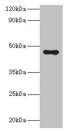 APOA4 Antibody - Western blot All lanes: APOA4 antibody at 2µg/ml + human serumSecondary Secondary Goat polyclonal to rabbit IgG at 1/10000 dilution Predicted band size: 45 kDa Observed band size: 45 kDa