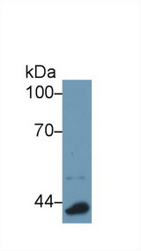 APOA4 Antibody - Western Blot; Sample: Mouse Lung lysate; Primary Ab: 1µg/ml Rabbit Anti-Mouse APOA4 Antibody Second Ab: 0.2µg/mL HRP-Linked Caprine Anti-Rabbit IgG Polyclonal Antibody