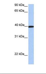 APOA4 Antibody - NTERA2 cell lysate. Antibody concentration: 1.0 ug/ml. Gel concentration: 12%.  This image was taken for the unconjugated form of this product. Other forms have not been tested.