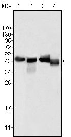 APOA4 Antibody - Apolipoprotein A4 Antibody in Western Blot (WB)