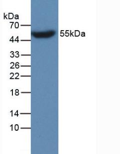 APOA4 Antibody - Western Blot; Sample: Recombinant APOA4, Human.