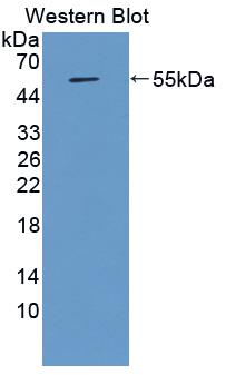 APOA4 Antibody - Western Blot; Sample: Recombinant protein.