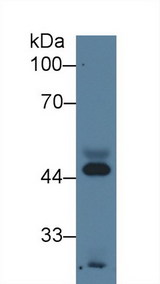 APOA4 Antibody - Western Blot; Sample: Human Serum; Primary Ab: 3µg/ml Mouse Anti-Porcine APOA4 Antibody Second Ab: 0.2µg/mL HRP-Linked Caprine Anti-Mouse IgG Polyclonal Antibody