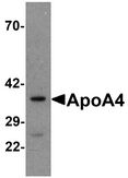 APOA4 Antibody - Western blot analysis of ApoA4 in human liver tissue lysate with ApoA4 antibody at 1 ug/ml .