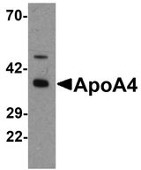 APOA4 Antibody - Western blot analysis of ApoA4 in chicken small intestine tissue lysate with ApoA4 antibody at 1 ug/ml