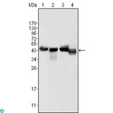 APOA4 Antibody - Western Blot (WB) analysis using ApoA-IV Monoclonal Antibody against Human Serum (1), human plasma (2), HepG2 cell lysate (3) and SMMC-7721 cell lysate (4).