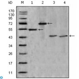 APOA4 Antibody - Western Blot (WB) analysis using ApoA-IV Monoclonal Antibody against truncated APOA4-His recombinant protein (1),truncated APOA4(aa21-396)-hIgGFc transfected CHO-K1 cell lysate(2),Human Serum (3) and human plasma (4).