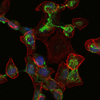 APOB / Apolipoprotein B Antibody - Immunofluorescence of HepG2 cells using ApoB mouse monoclonal antibody (green). Blue: DRAQ5 fluorescent DNA dye. Red: Actin filaments have been labeled with Alexa Fluor-555 phalloidin.