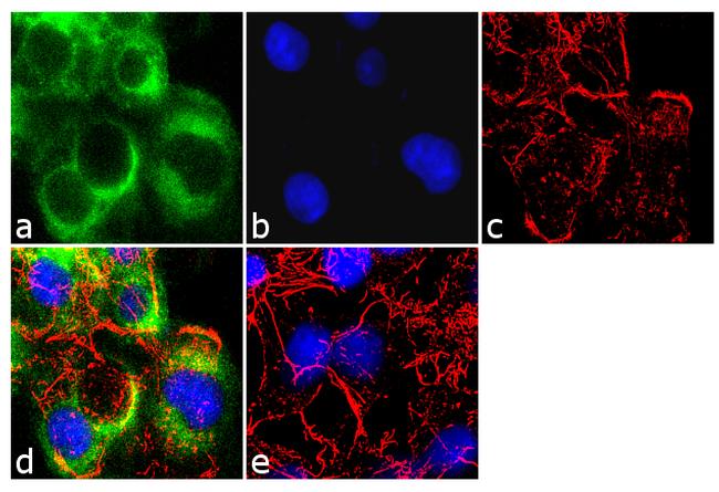 APOB / Apolipoprotein B Antibody - Immunofluorescence analysis of Apolipoprotein B was performed using 70% confluent log phase Hep G2 cells. The cells were fixed with 4% paraformaldehyde for 10 minutes, permeabilized with 0.1% Triton X-100 for 10 minutes, and blocked with 2% BSA for 1 hour at room temperature. The cells were labeled with Apolipoprotein B (F2C3) Mouse Monoclonal Antibody at 2 µg/mL in 0.1% BSA and incubated for 3 hours at room temperature and then labeled with Goat anti-Mouse IgG (H+L) Superclonal Secondary Antibody, Alexa Fluor® 488 conjugate a dilution of 1:2000 for 45 minutes at room temperature (Panel a: green). Nuclei (Panel b: blue) were stained with DAPI. F-actin (Panel c: red) was stained with Alexa Fluor® 555 Rhodamine Phalloidin. Panel d represents the merged image showing cytoplasmic localization. Panel e shows the no primary antibody control. The images were captured at 60X magnification.